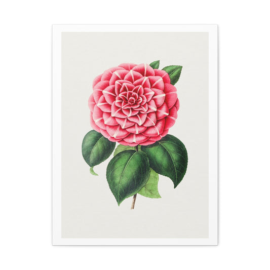 Hand Drawn Red Camellia, Art Print from the Original on Canvas