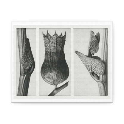 Black & White Naturalist Photography from 'Urformen der Kunst' (1928) by Karl Blossfeldt, Art Print from the Original, on Canvas