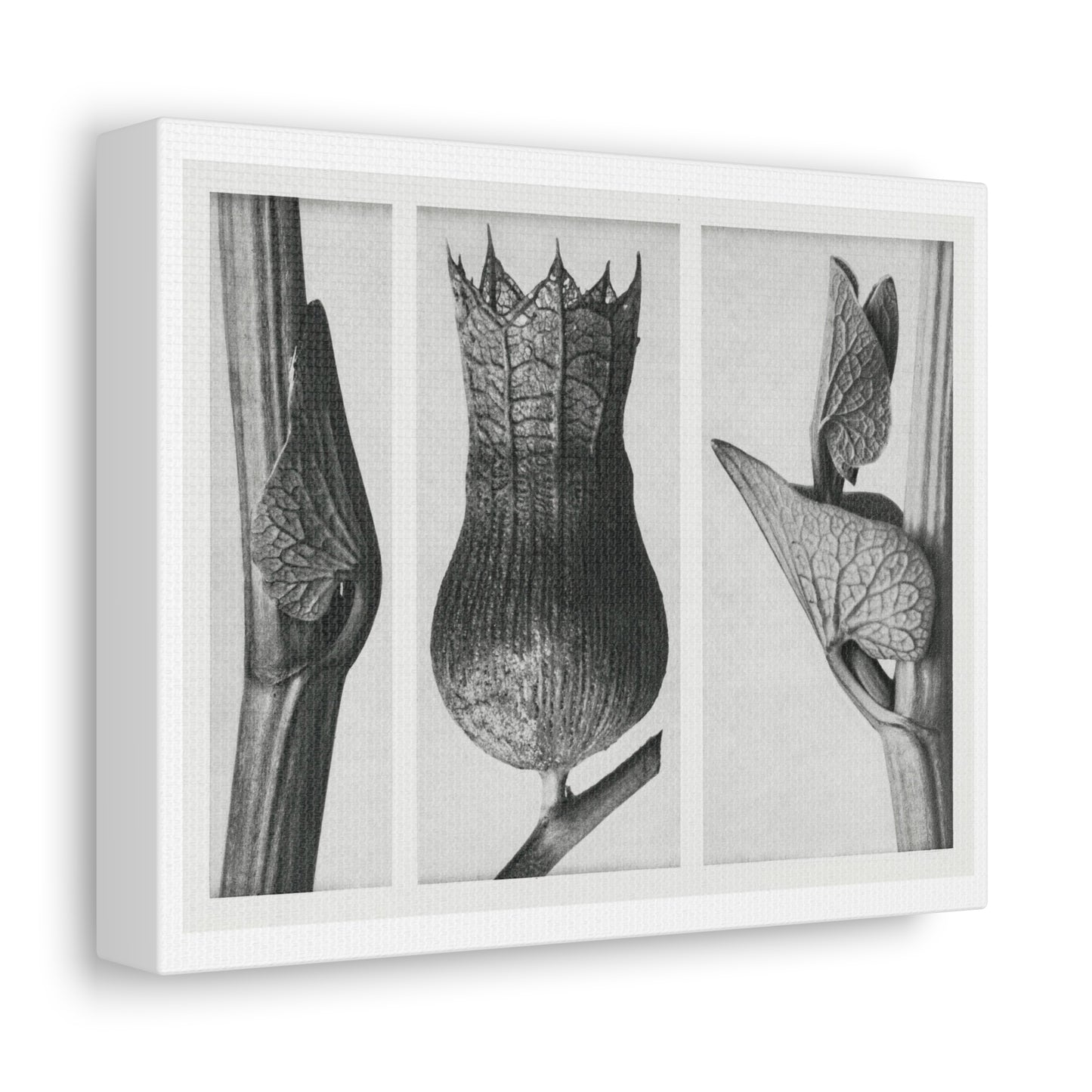 Black & White Naturalist Photography from 'Urformen der Kunst' (1928) by Karl Blossfeldt, Art Print from the Original, on Canvas