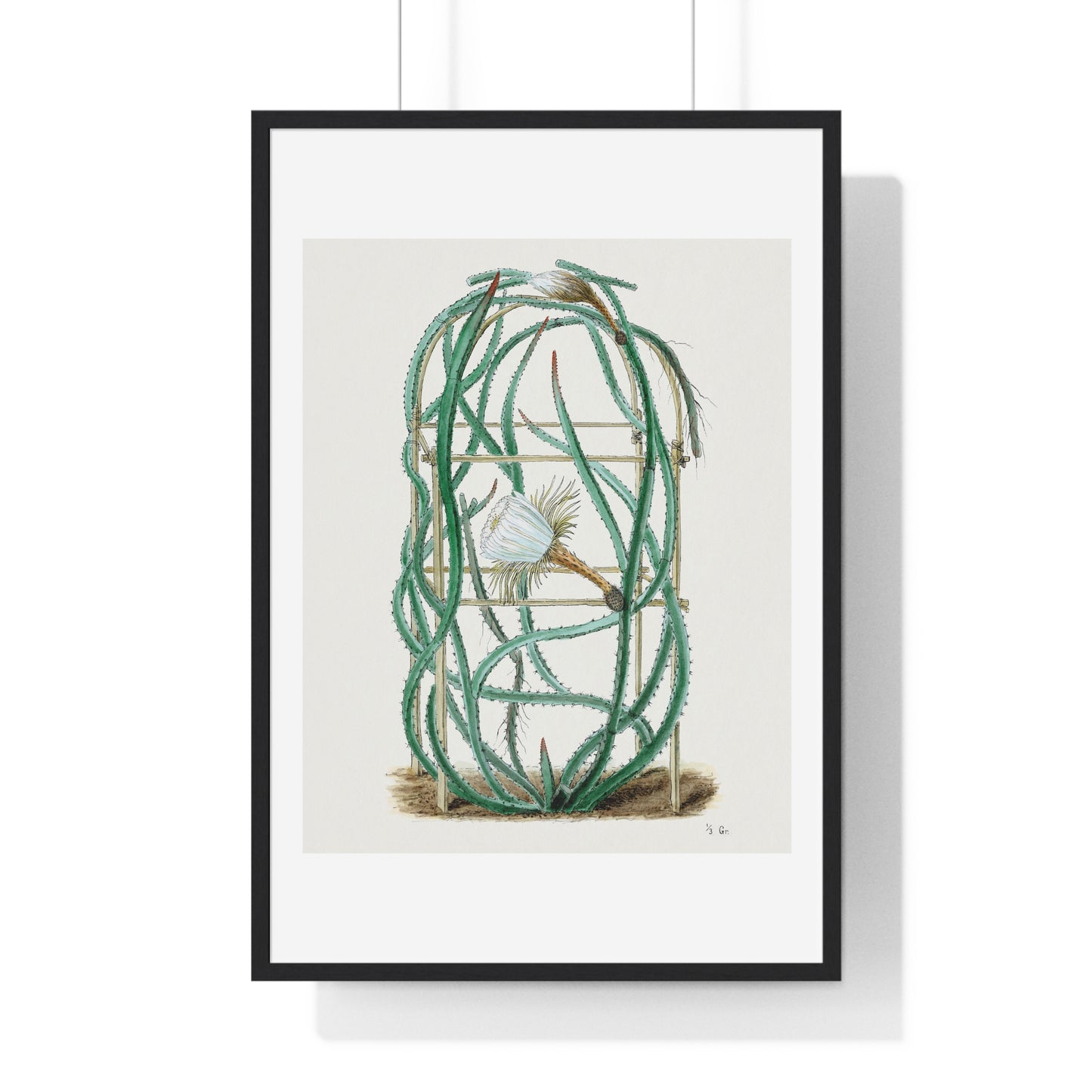 Snake Cactus, from 'Familie Der Cacteen' (1893-1905) from the Original, Framed Art Print