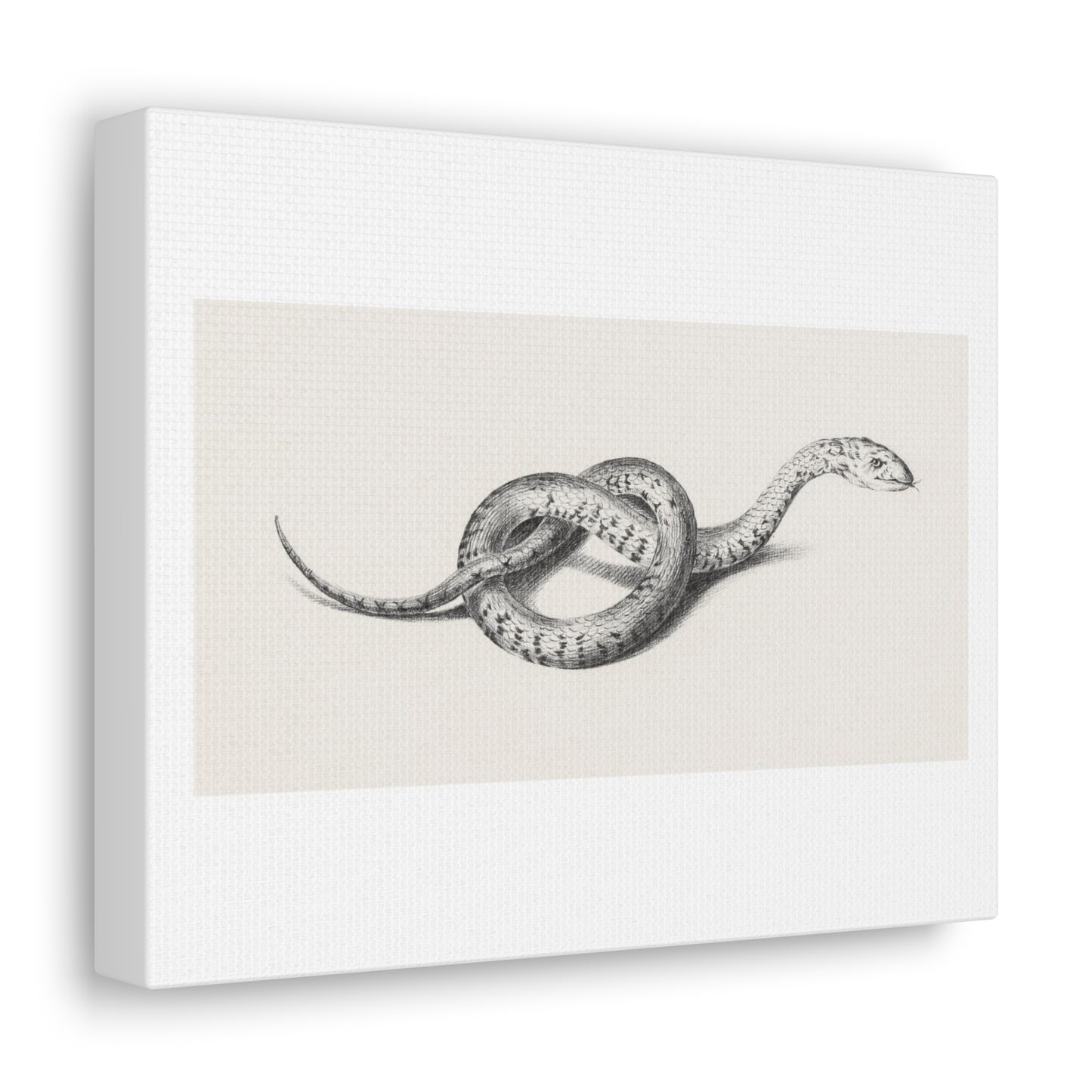 Snake Art 'Slang' (1775–1833) by Jean Bernard, Canvas Art Print from the Original