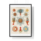 Vintage Jellyfish Illustration from 'Kunstformen der Natur' by Ernst Haeckel, from the Original, Framed Print