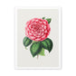 Hand Drawn Red Camellia, Art Print from the Original on Canvas