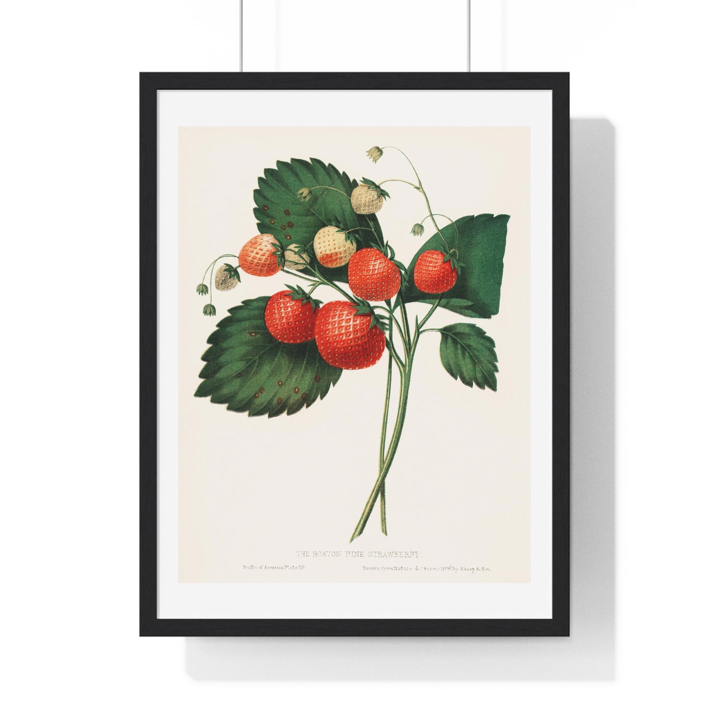 The Boston Pine Strawberry (1852) Vintage Illustration by Charles Hovey, from the Original, Framed Art Print