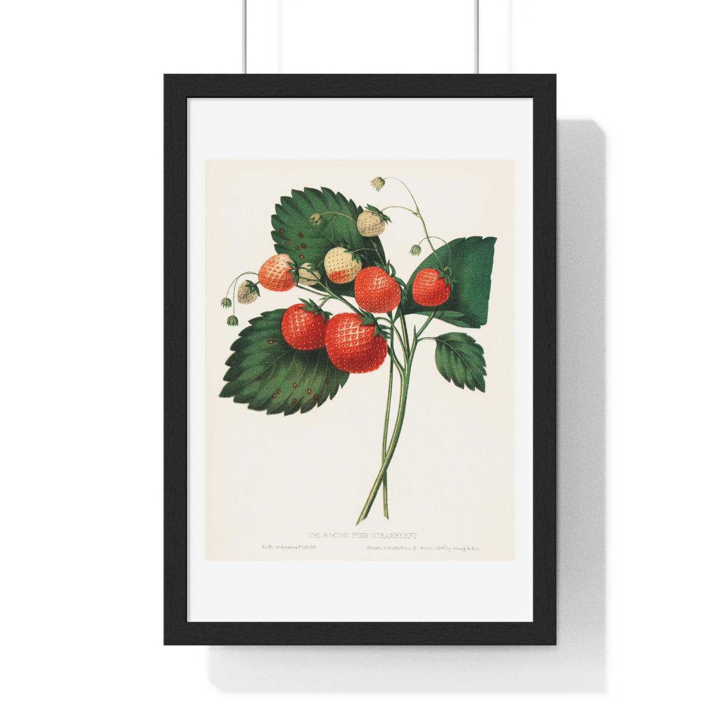 The Boston Pine Strawberry (1852) Vintage Illustration by Charles Hovey, from the Original, Framed Art Print