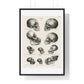 Human, Monkey and Ape Skulls from 'Volledige Natuurlijke Historie der Zoogdieren' (1845) by Schinz de Visser, from the Original, Framed Art Print