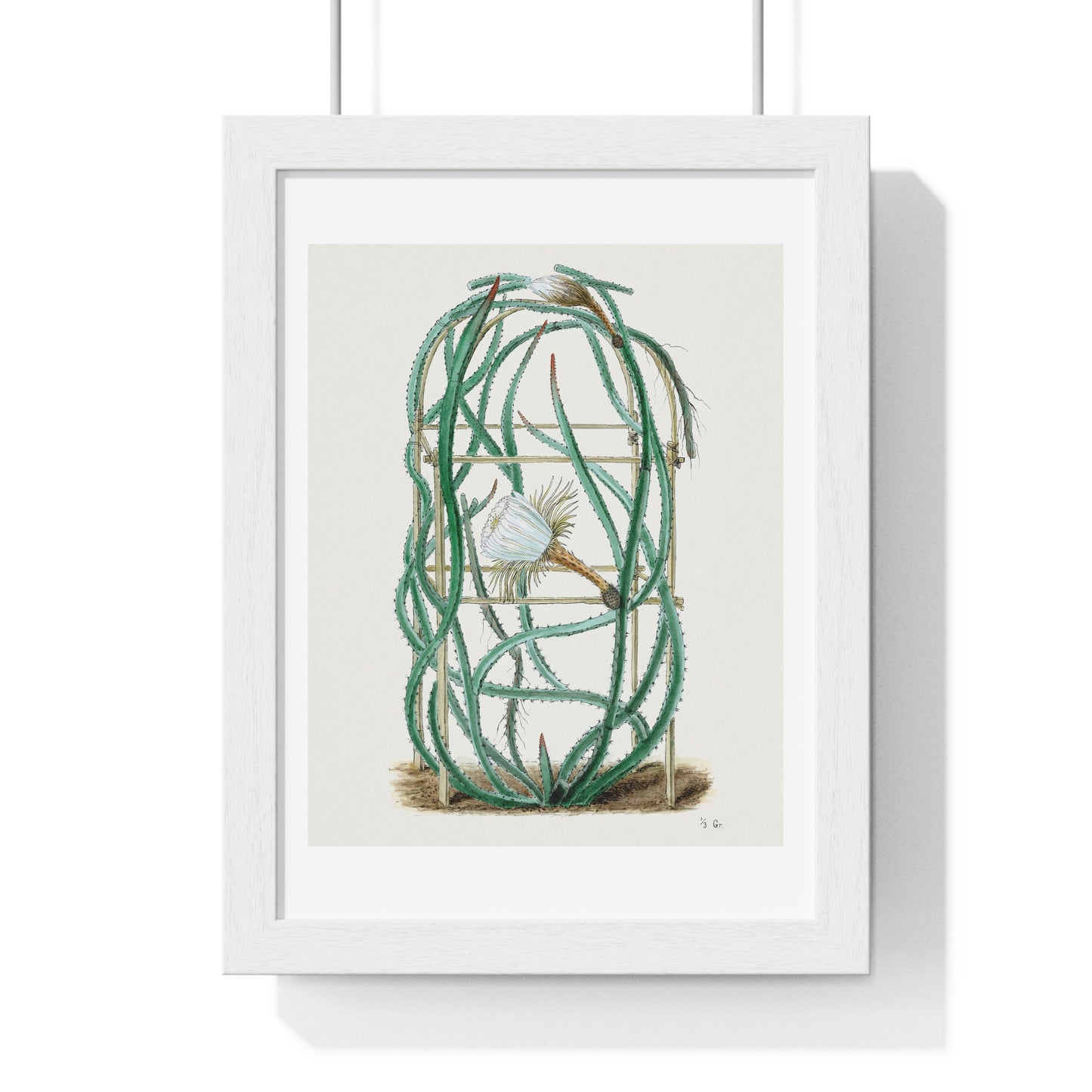 Snake Cactus, from 'Familie Der Cacteen' (1893-1905) from the Original, Framed Art Print