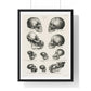 Human, Monkey and Ape Skulls from 'Volledige Natuurlijke Historie der Zoogdieren' (1845) by Schinz de Visser, from the Original, Framed Art Print