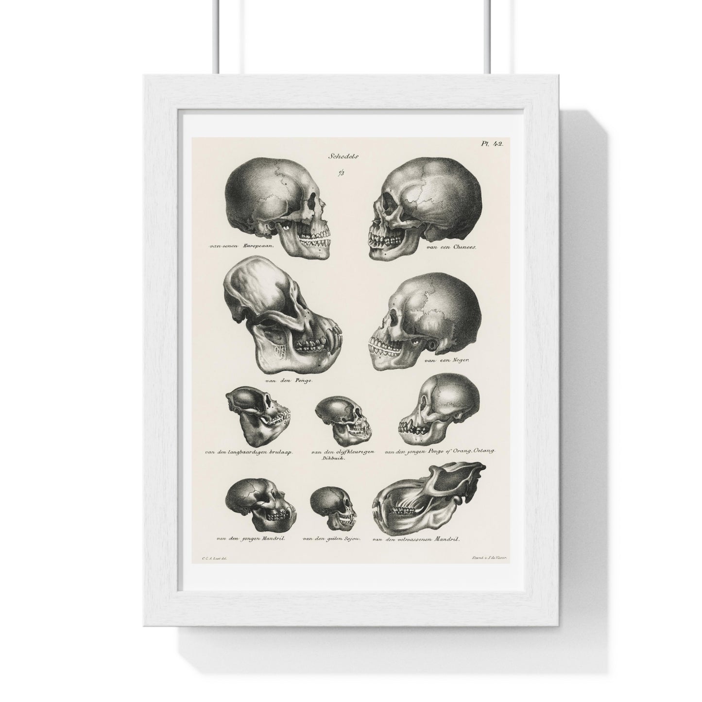 Human, Monkey and Ape Skulls from 'Volledige Natuurlijke Historie der Zoogdieren' (1845) by Schinz de Visser, from the Original, Framed Art Print