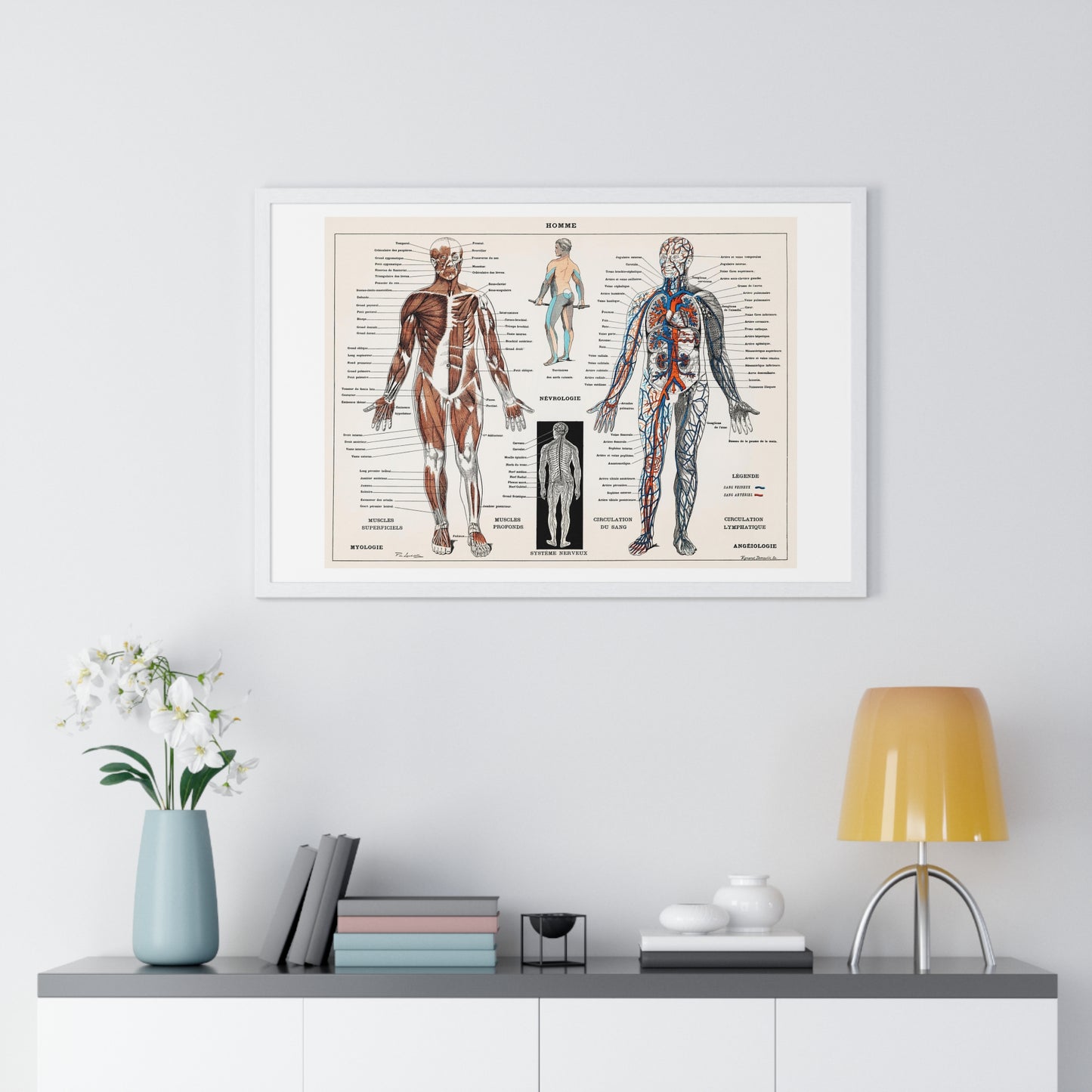 Antique illustration of a Human Nervous system and Muscular System (1900) by Claude Augé, from the Original, Framed Art Print