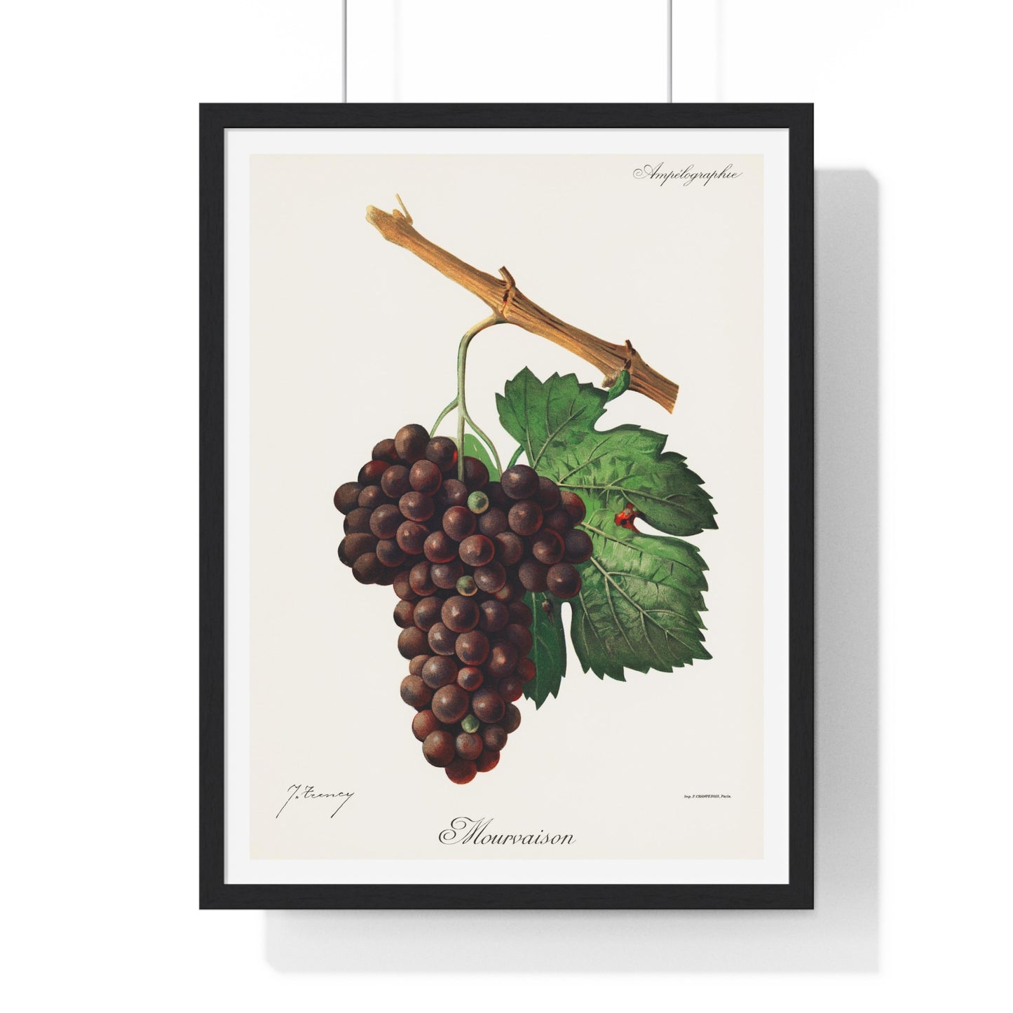 Mourvaison (1910) by Jules Troncy, Vintage Lithograph of Fresh Cluster of Grapes, from the Original, Framed Print