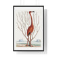 Flamingo (1731–1743) Vintage Illustration by Mark Catesby, from the Original, Framed Art Print