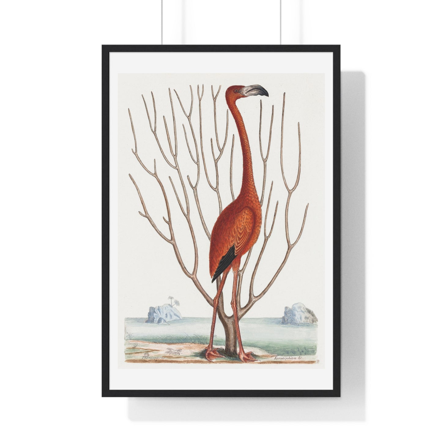 Flamingo (1731–1743) Vintage Illustration by Mark Catesby, from the Original, Framed Art Print