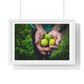 Limes in a Worker's Hands, Photographic Decor, Large Framed Print