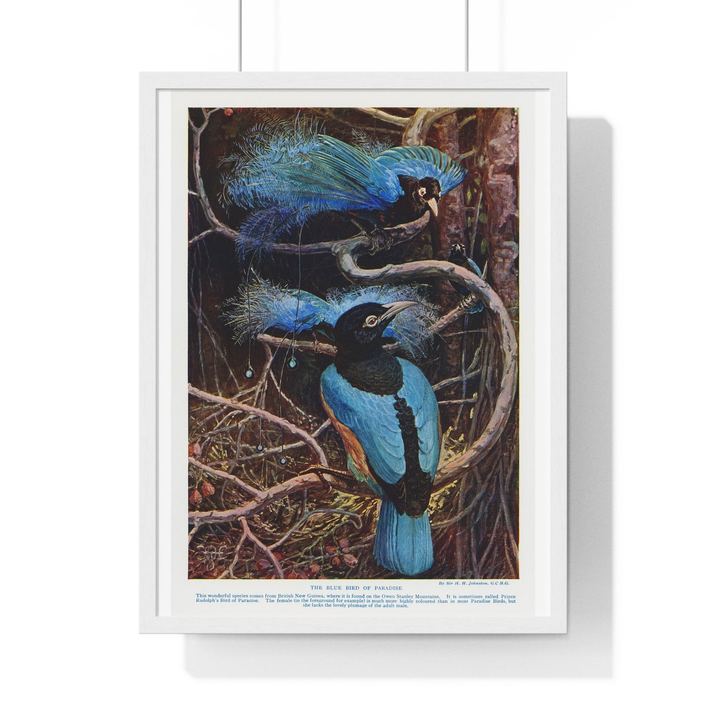Blue Bird of Paradise Illustrated by Sir Henry Hamilton Johnston (1858-1927) from the Original, Framed Print
