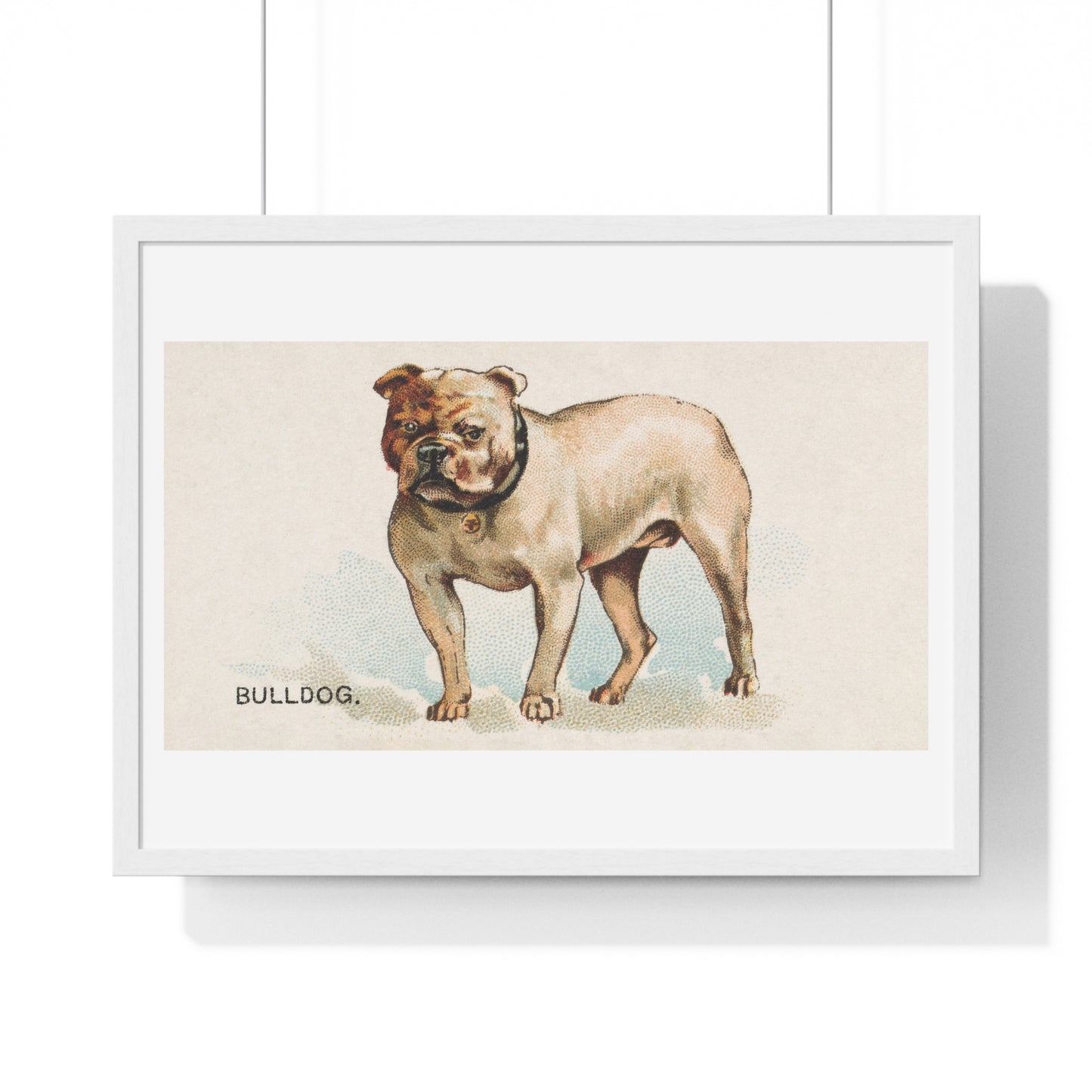 Bulldog, illustration from the Dogs of the World series for Old Judge Cigarettes (1890) from the Original, Framed Art Print