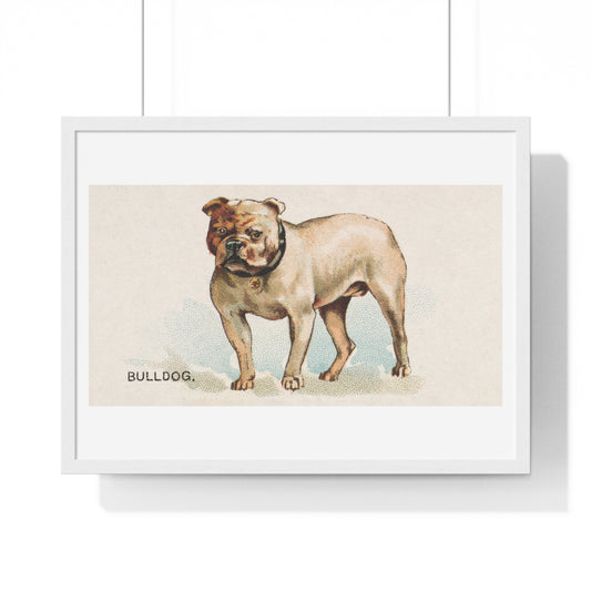 Bulldog, illustration from the Dogs of the World series for Old Judge Cigarettes (1890) from the Original, Framed Art Print