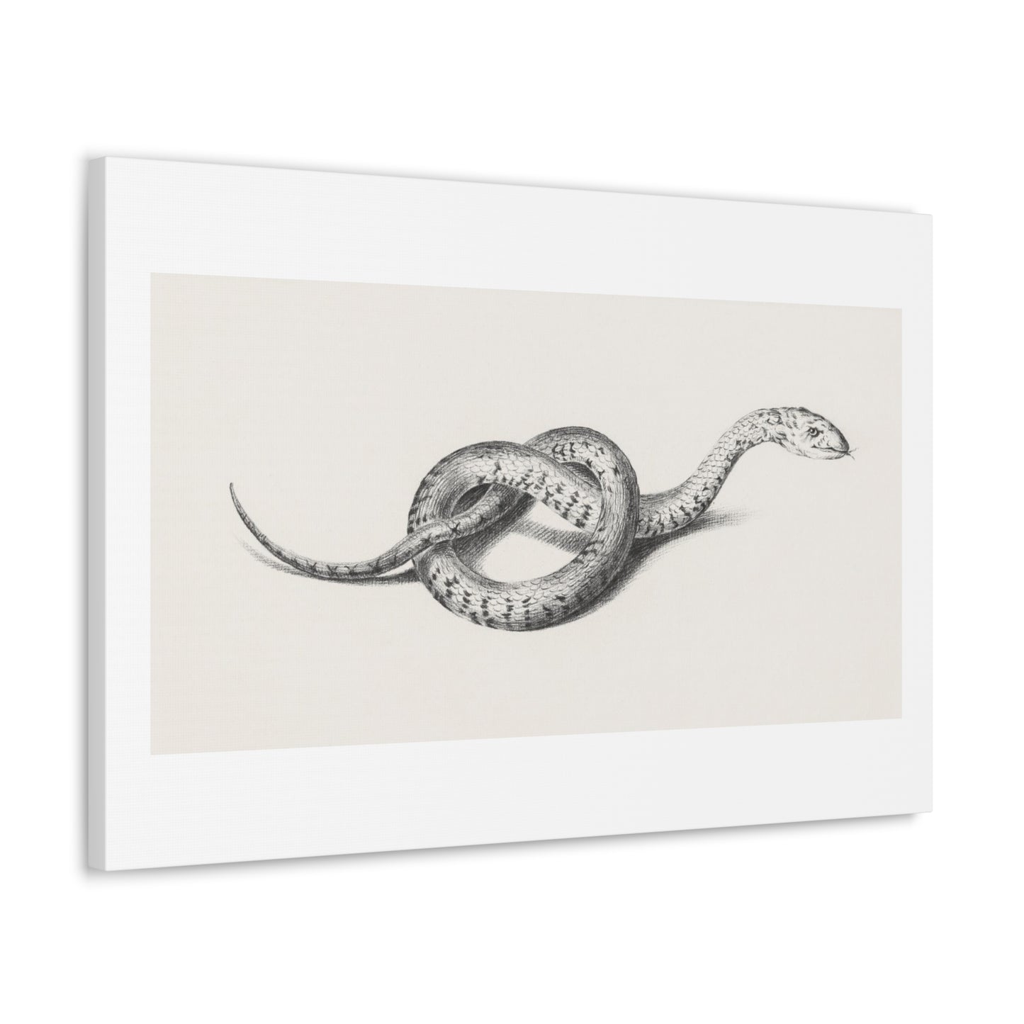 Snake Art 'Slang' (1775–1833) by Jean Bernard, Canvas Art Print from the Original