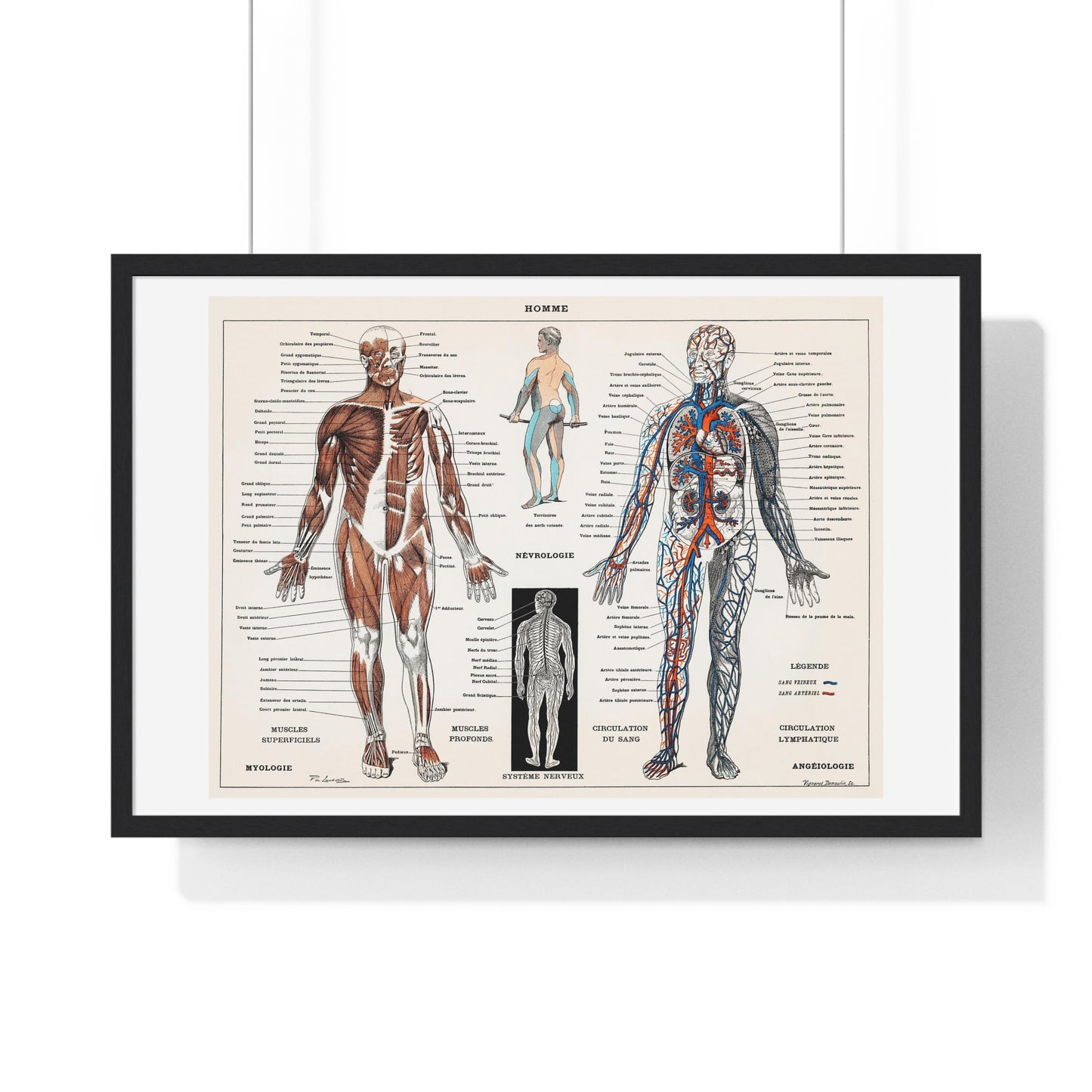 Antique illustration of a Human Nervous system and Muscular System (1900) by Claude Augé, from the Original, Framed Art Print