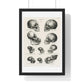 Human, Monkey and Ape Skulls from 'Volledige Natuurlijke Historie der Zoogdieren' (1845) by Schinz de Visser, from the Original, Framed Art Print