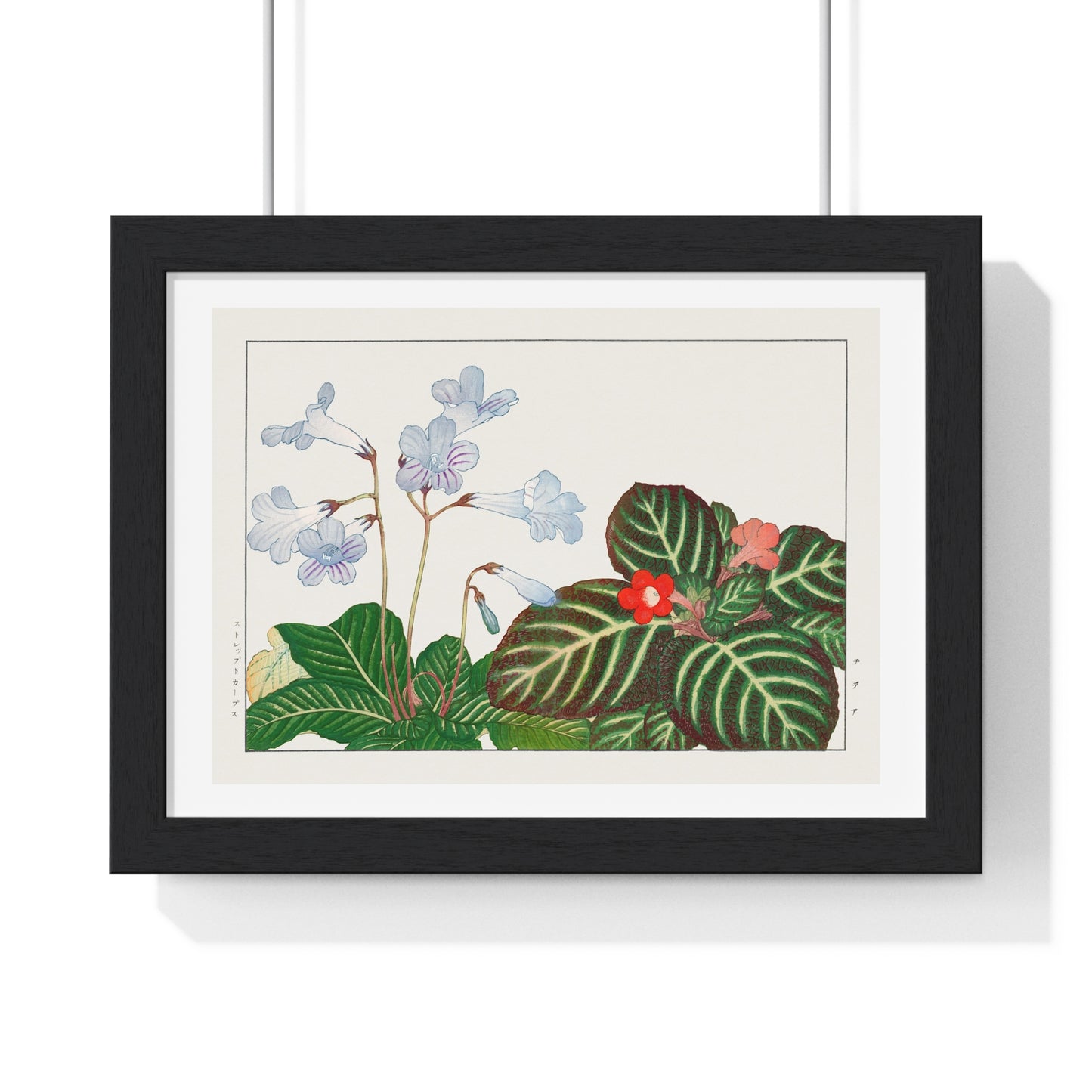 Vintage Tydea and Cape Primrose Flower (1917) Japanese Woodblock Art by Kônan Tanigami, from the Original, Framed Art Print