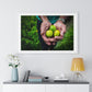 Limes in a Worker's Hands, Photographic Decor, Large Framed Print