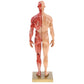 Musculoskeletal Anatomy Human Model, Medical Teaching Sculpture