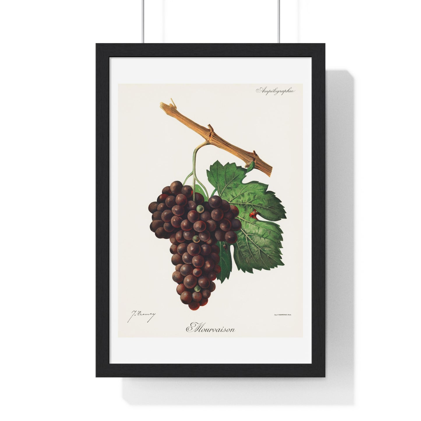 Mourvaison (1910) by Jules Troncy, Vintage Lithograph of Fresh Cluster of Grapes, from the Original, Framed Print