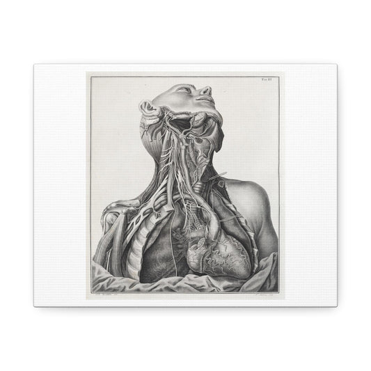 Under The Skin: Anatomy and Identity 19th Century Medical Drawing Print on Satin Canvas