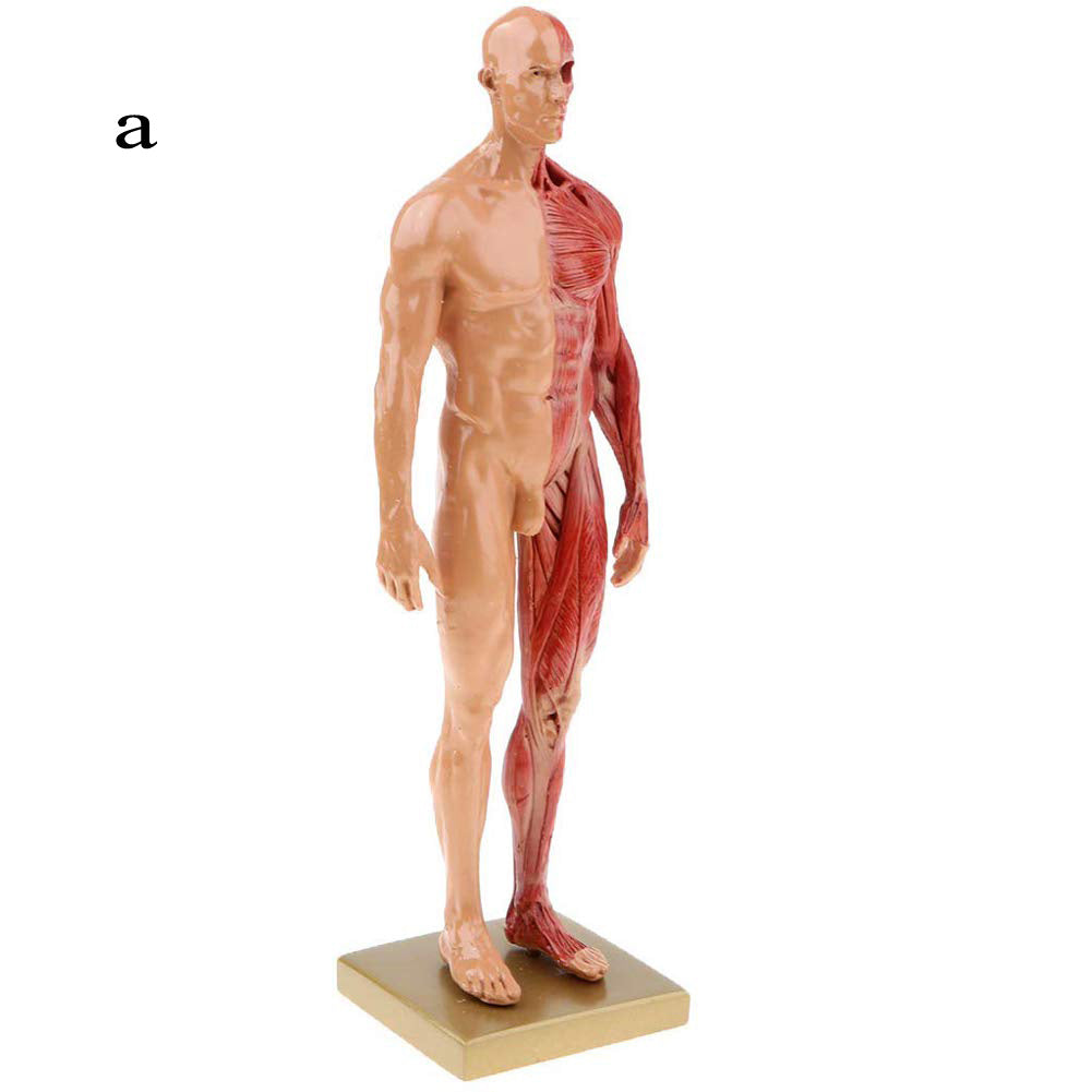 Musculoskeletal Anatomy Human Model, Medical Teaching Sculpture