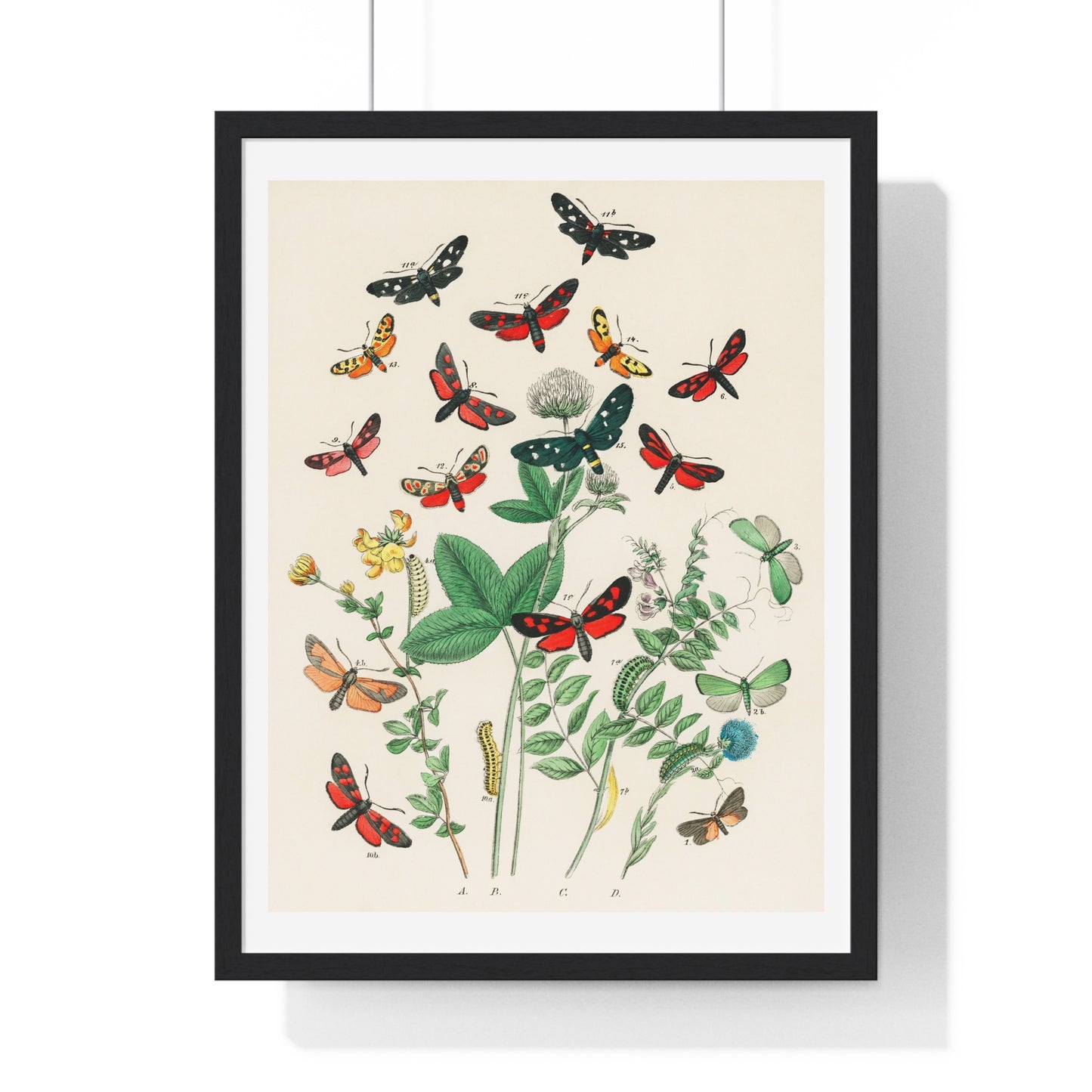 Illustrations from 'European Butterflies and Moths' by William Forsell Kirby (1882) from the Original, Framed Print