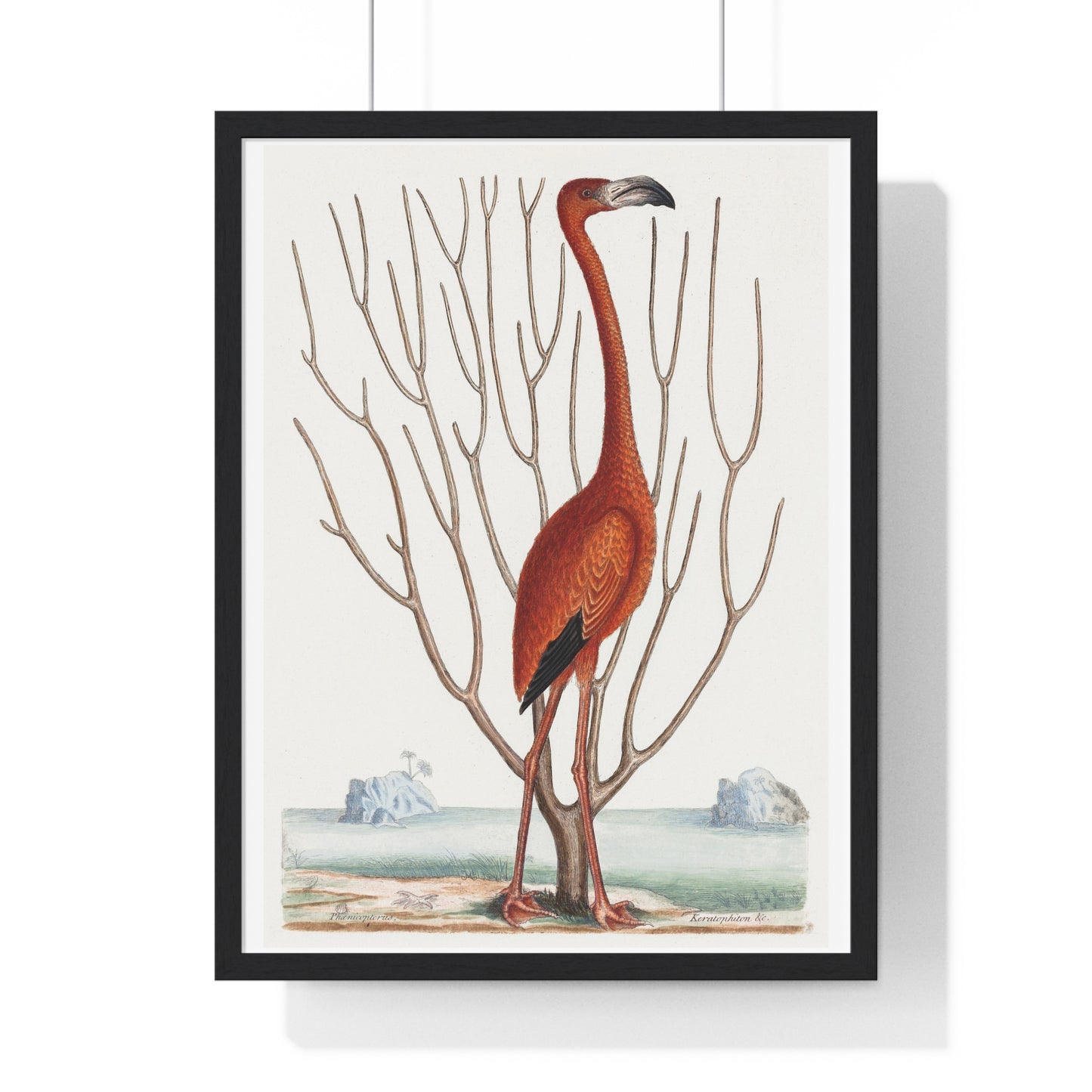 Flamingo (1731–1743) Vintage Illustration by Mark Catesby, from the Original, Framed Art Print