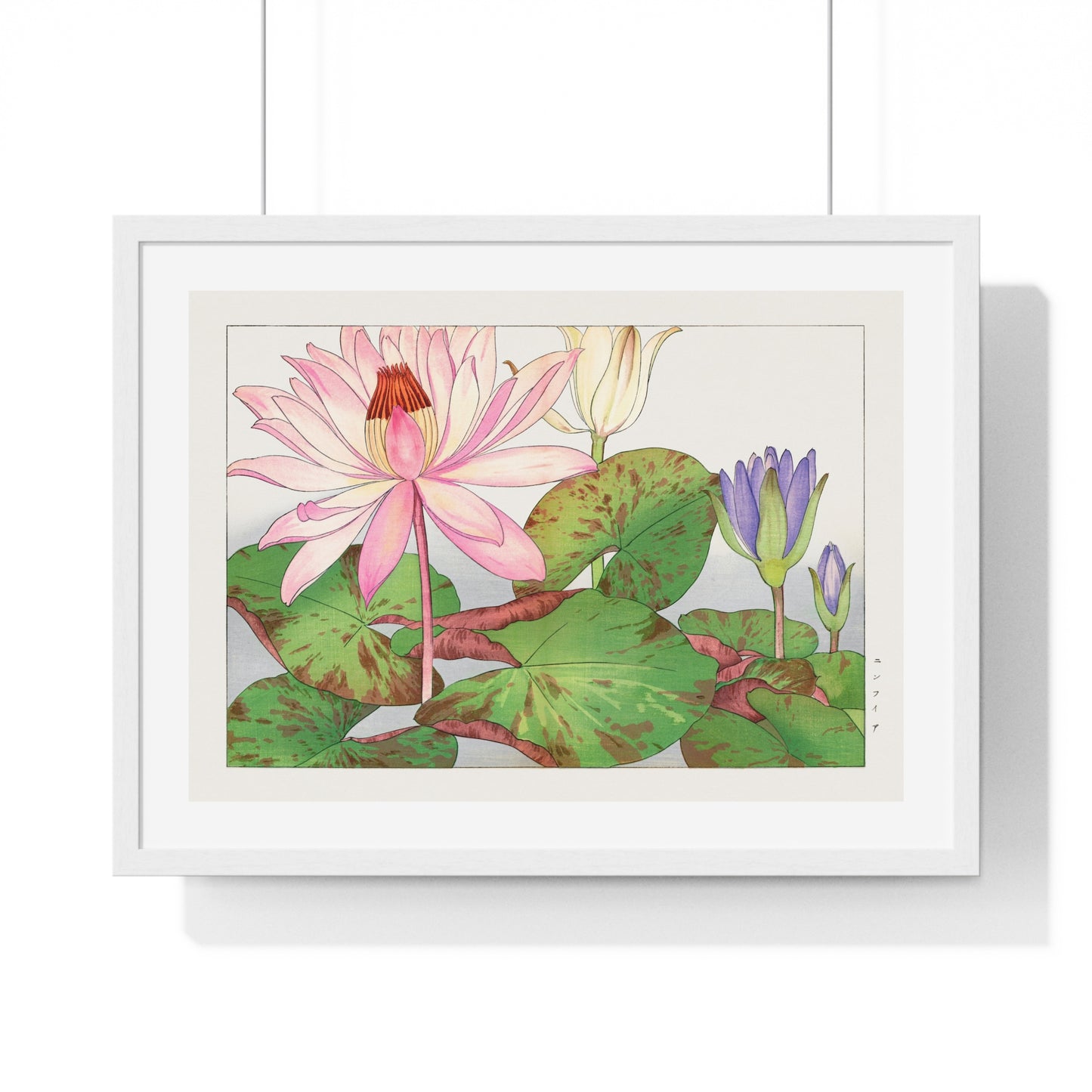 Japanese Woodblock Art, Nymphaea Lotus (1917) by Tanigami Kônan, from the Original, Framed Print