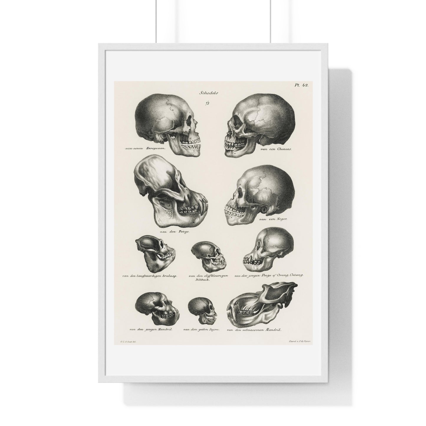 Human, Monkey and Ape Skulls from 'Volledige Natuurlijke Historie der Zoogdieren' (1845) by Schinz de Visser, from the Original, Framed Art Print