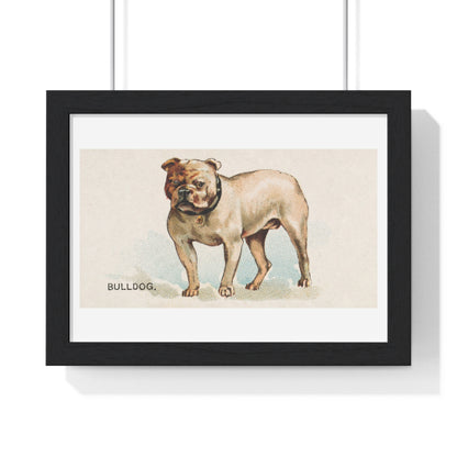 Bulldog, illustration from the Dogs of the World series for Old Judge Cigarettes (1890) from the Original, Framed Art Print