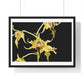 Dendrobium Alexandrae 'Fruits of Love' Orchid Essence, from the Original, Framed Print