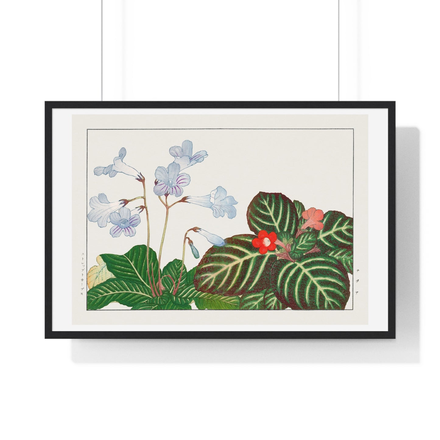 Vintage Tydea and Cape Primrose Flower (1917) Japanese Woodblock Art by Kônan Tanigami, from the Original, Framed Art Print