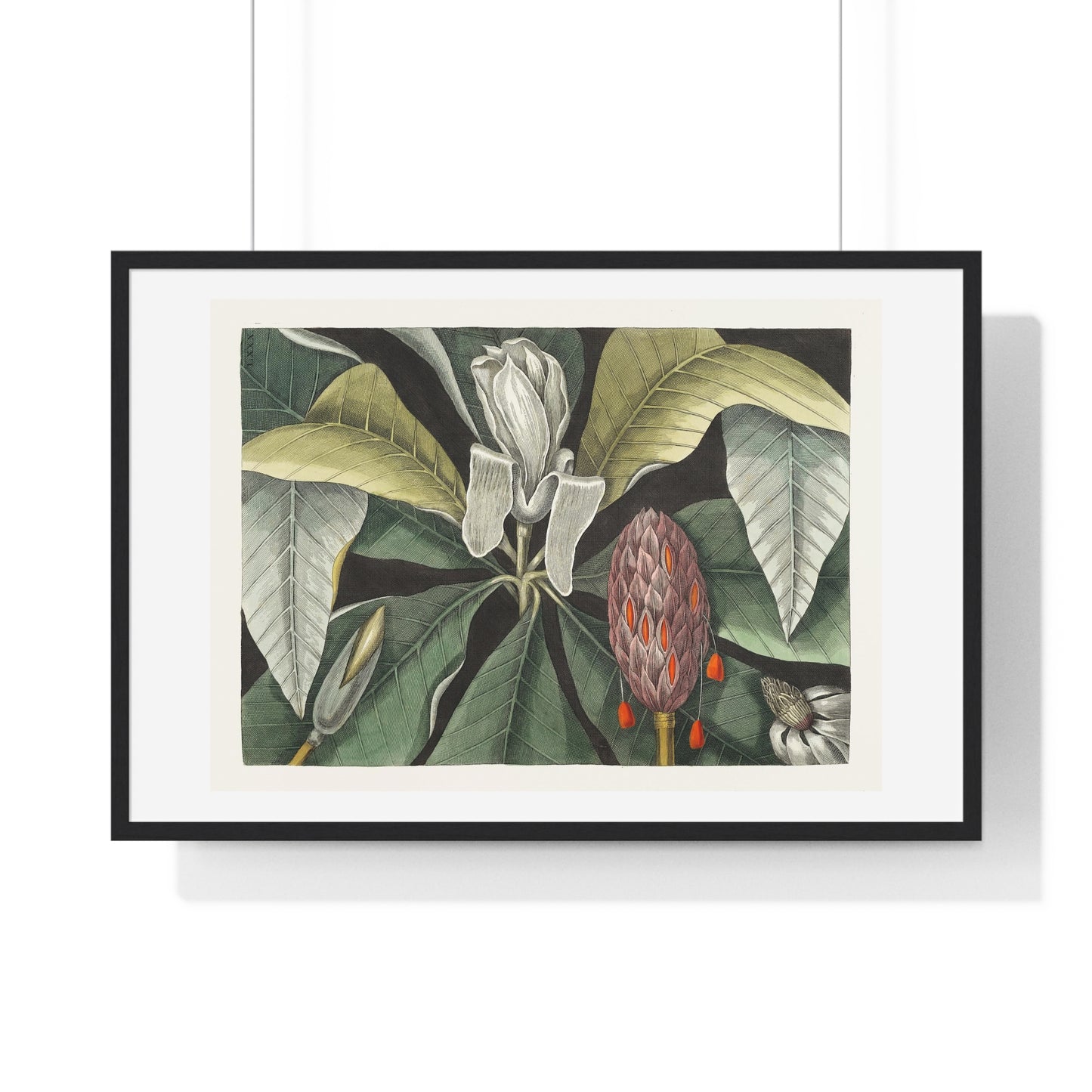 Magnolia, The Umbrella Tree from 'The Natural History of Carolina, Florida, and the Bahama Islands' (1755) by Mark Catesby, from the Original, Framed Art Print