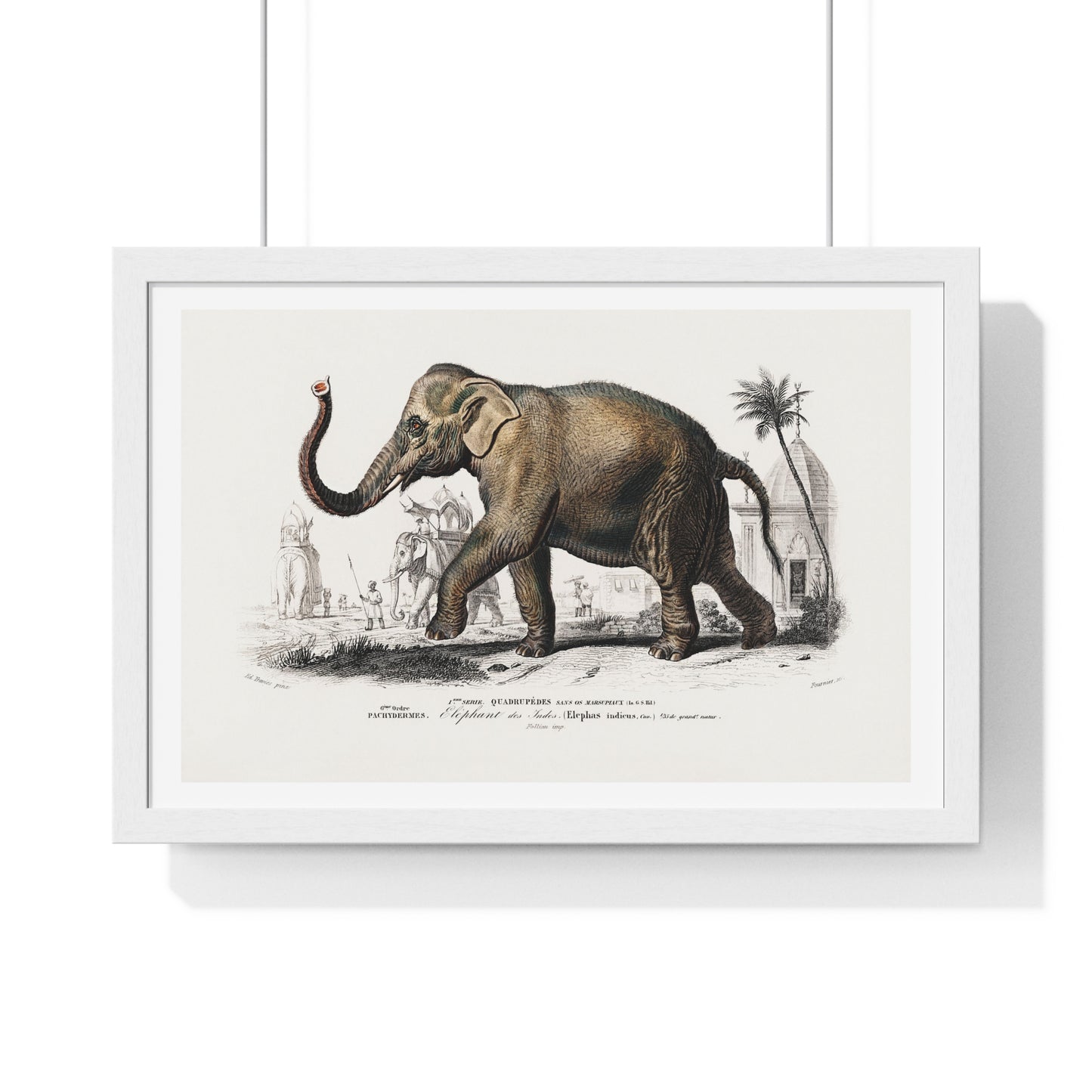 Asiatic Elephant 'Elephas Maximus' Illustration by Charles Dessalines D' Orbigny (1892) from the Original, Framed Print