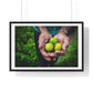 Limes in a Worker's Hands, Photographic Decor, Large Framed Print