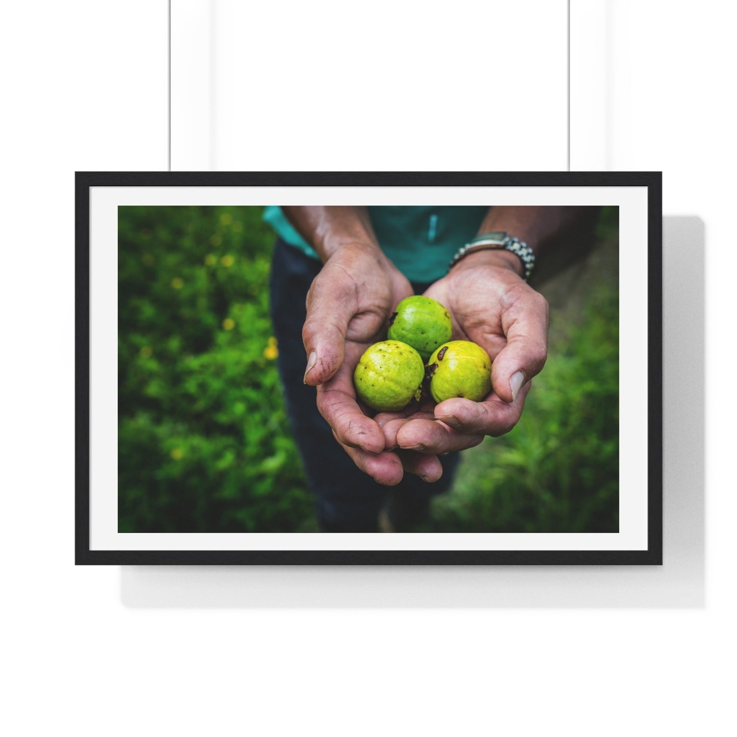Limes in a Worker's Hands, Photographic Decor, Large Framed Print