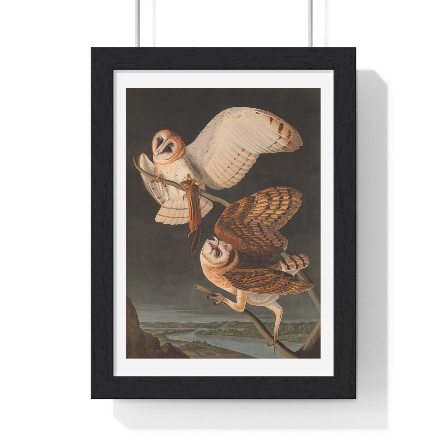 Owls Victorian Nature Drawing from the Original, Framed Art Print