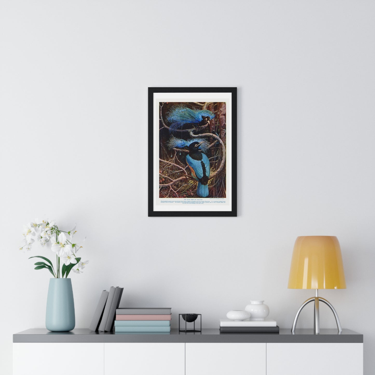 Blue Bird of Paradise, Illustration by Sir Henry Hamilton Johnston (1858-1927) from the Original, Framed Art Print