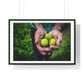 Limes in a Worker's Hands, Photographic Decor, Large Framed Print