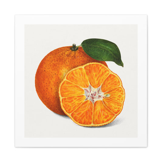 Delicious Orange Tangerine Illustration, Artist Unknown, Art Print on Canvas