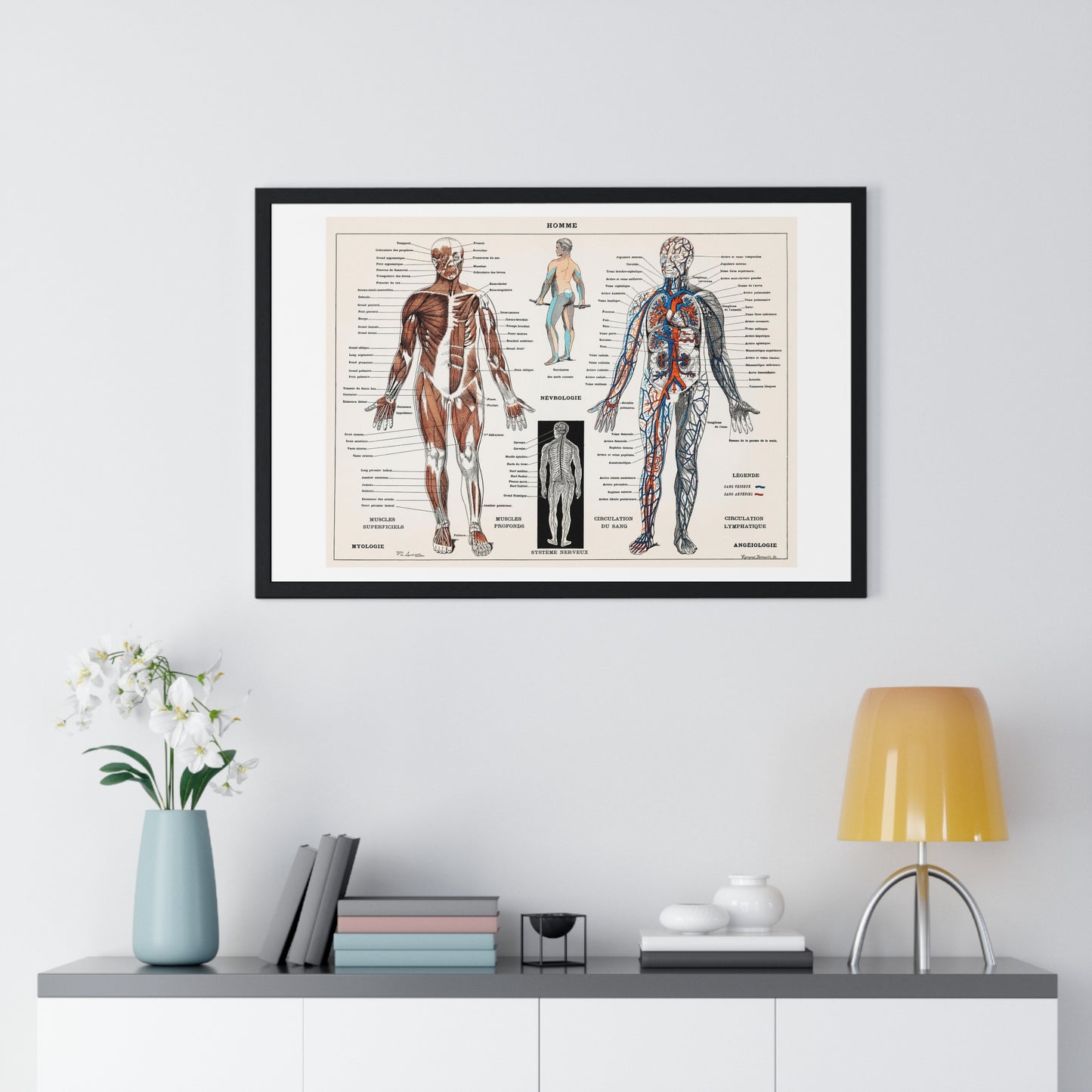 Antique illustration of a Human Nervous system and Muscular System (1900) by Claude Augé, from the Original, Framed Art Print