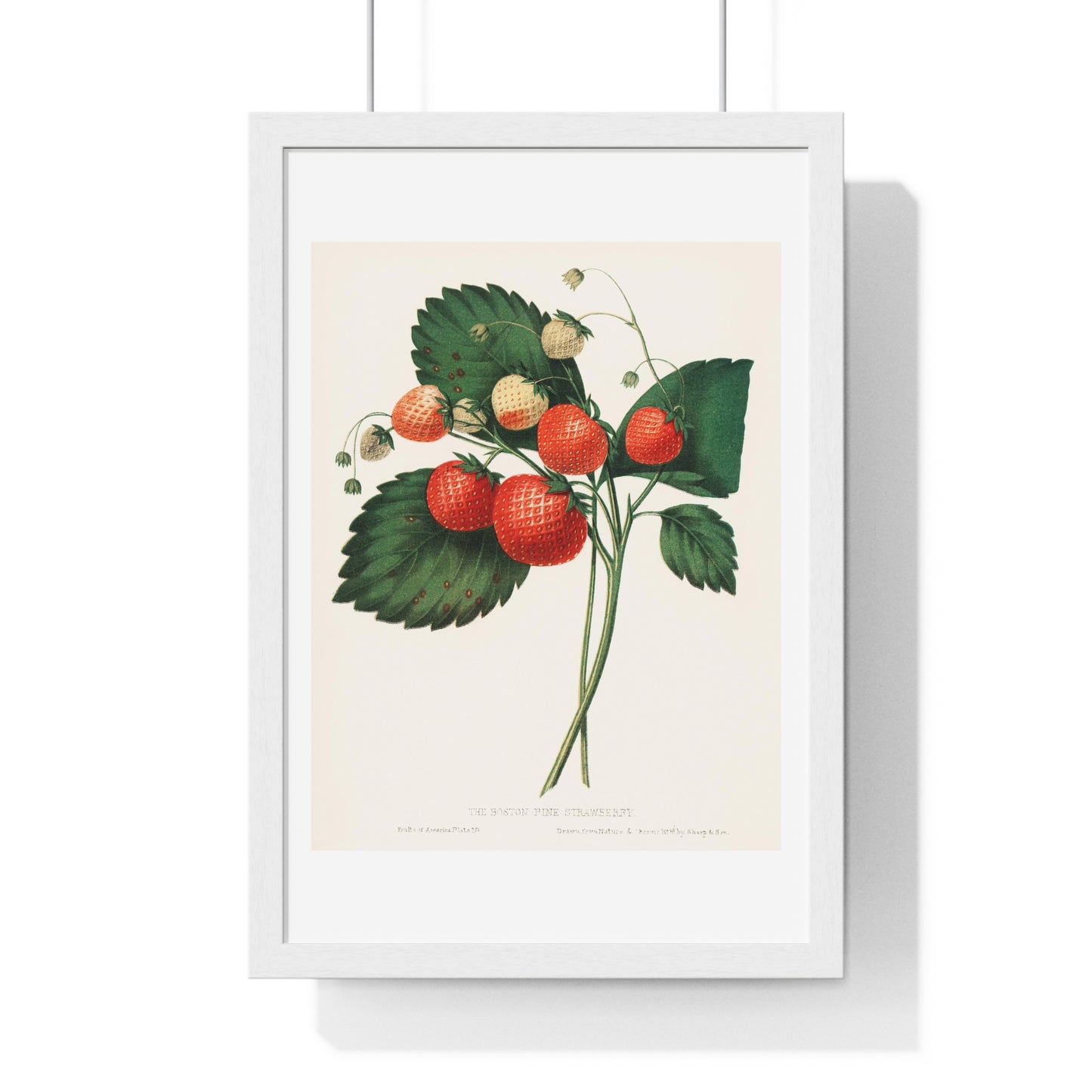 The Boston Pine Strawberry (1852) Vintage Illustration by Charles Hovey, from the Original, Framed Art Print