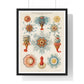 Vintage Jellyfish Illustration from 'Kunstformen der Natur' by Ernst Haeckel, from the Original, Framed Print