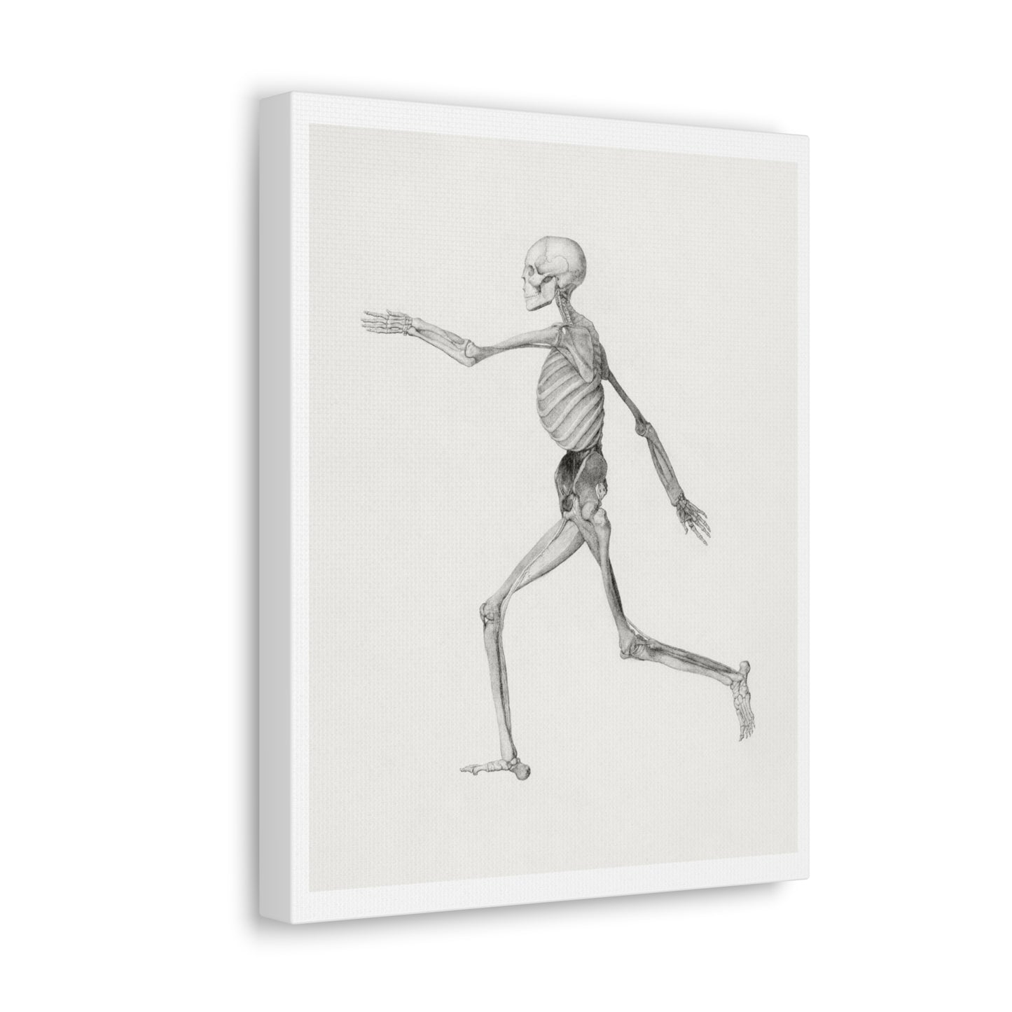 Human Skeleton, Lateral View (1795–1806) Drawing by George Stubbs, Art Print from the Original on Canvas