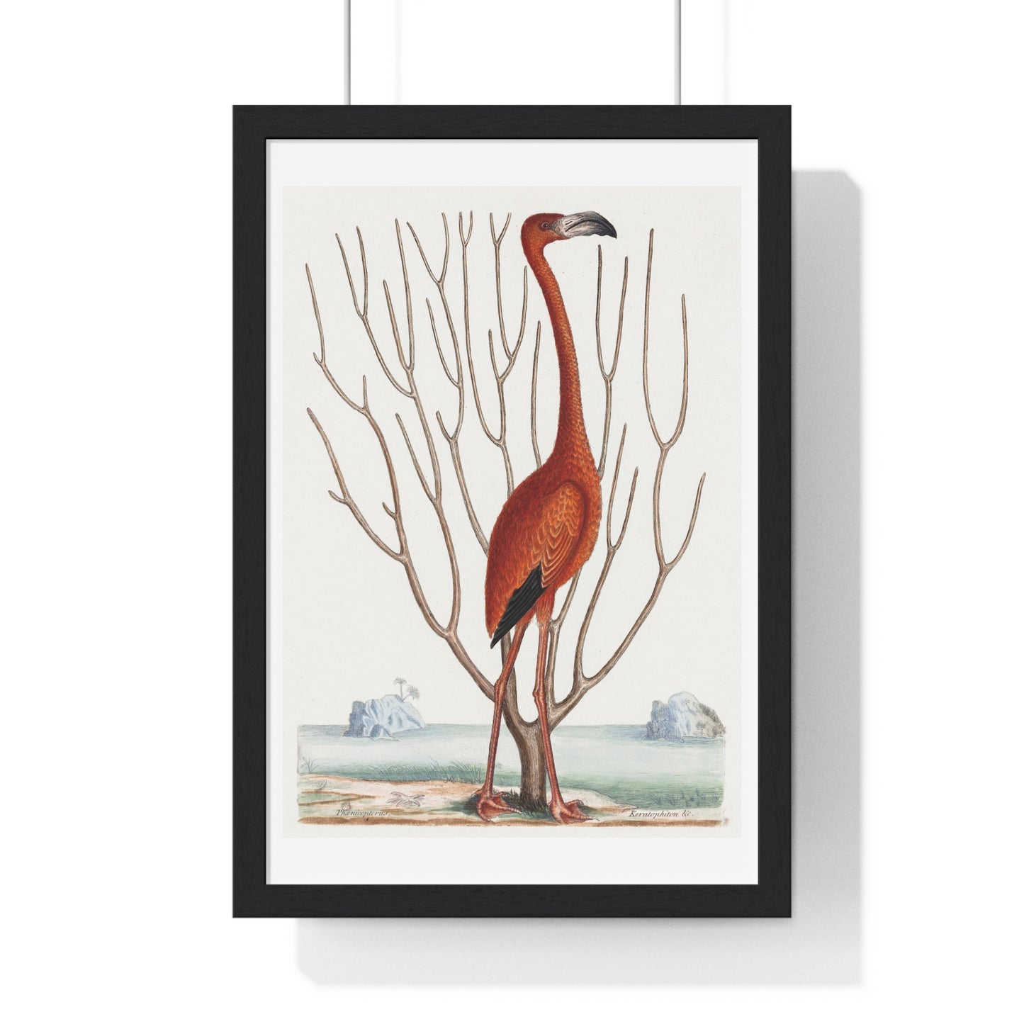 Flamingo (1731–1743) Vintage Illustration by Mark Catesby, from the Original, Framed Art Print